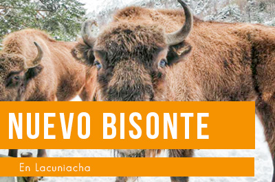 Un nuevo macho de Bisonte Europeo llega a Lacuniacha