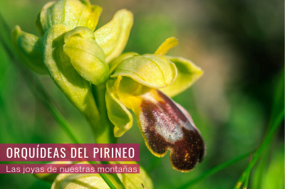 Orquídeas del Pirineo, las joyas de nuestras montañas