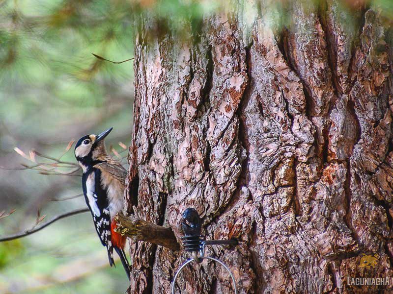 Ornitologia-en-Lacuniacha