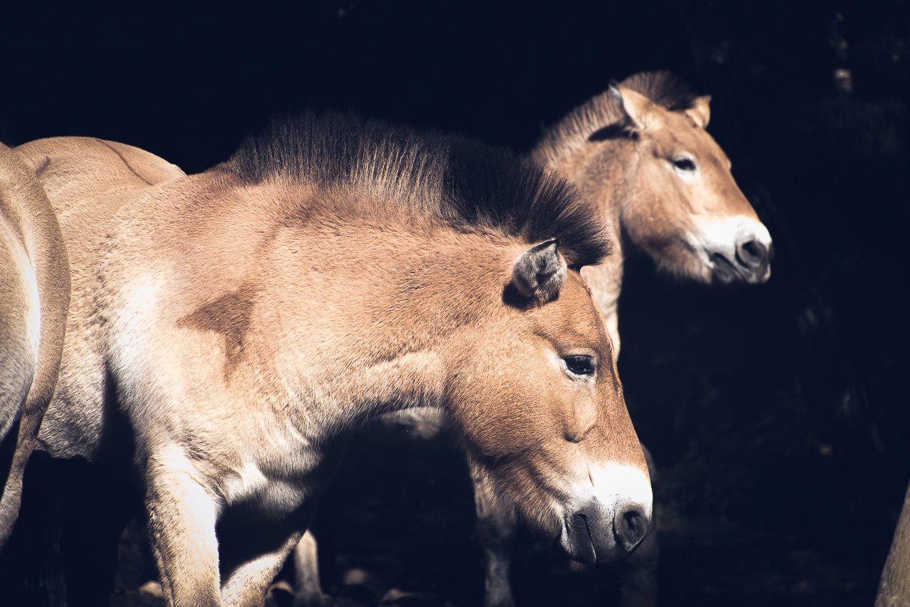 Caballo de przewaslki en Lacuniacha