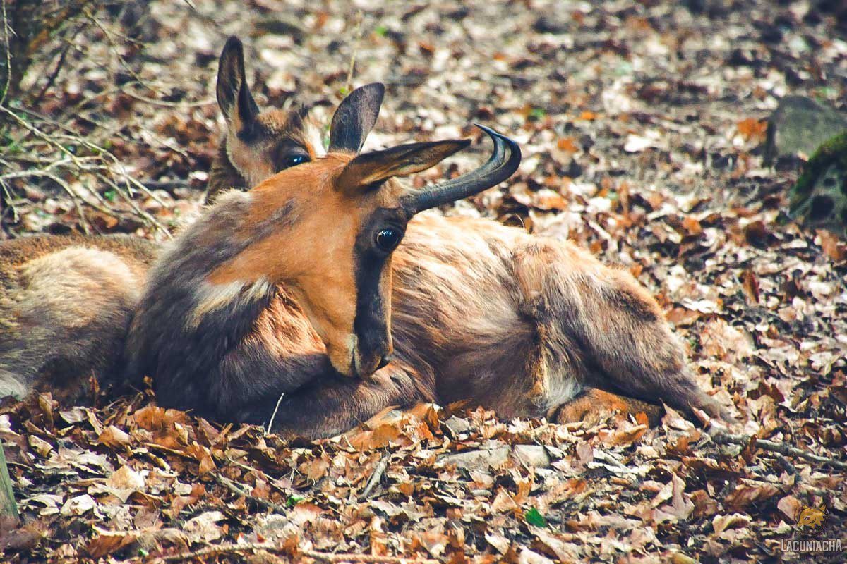 Sarrios en Lacuniacha