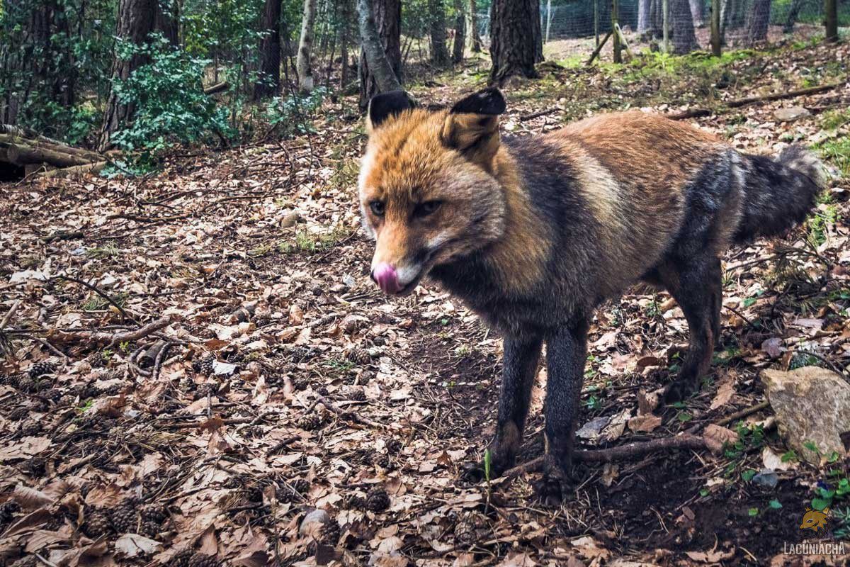 Zorros en Lacuniacha
