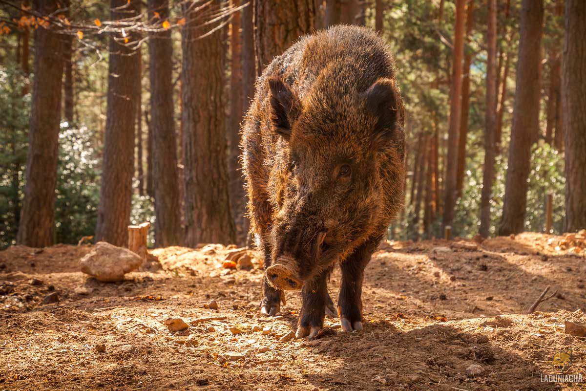 Jabalís en Lacuniacha