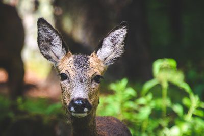 Corzos en Lacuniacha