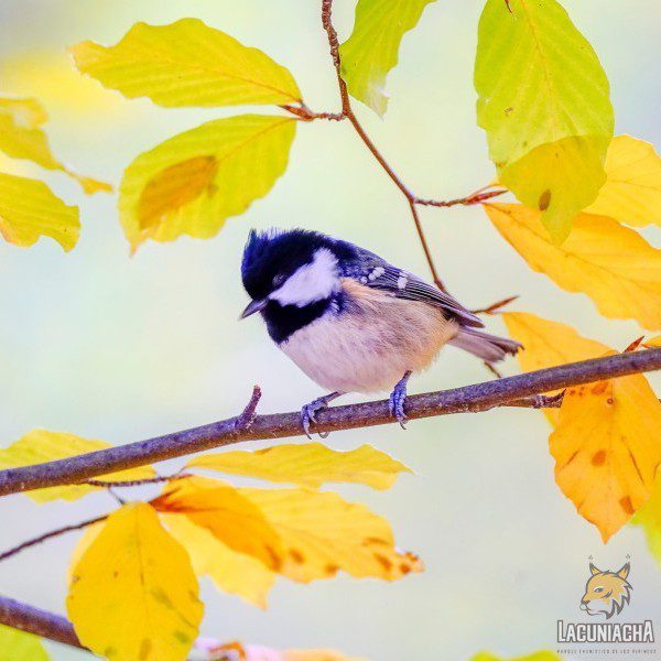 Ornitología en Lacuniacha