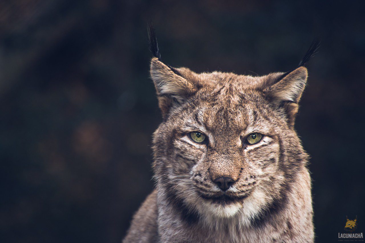 Lince