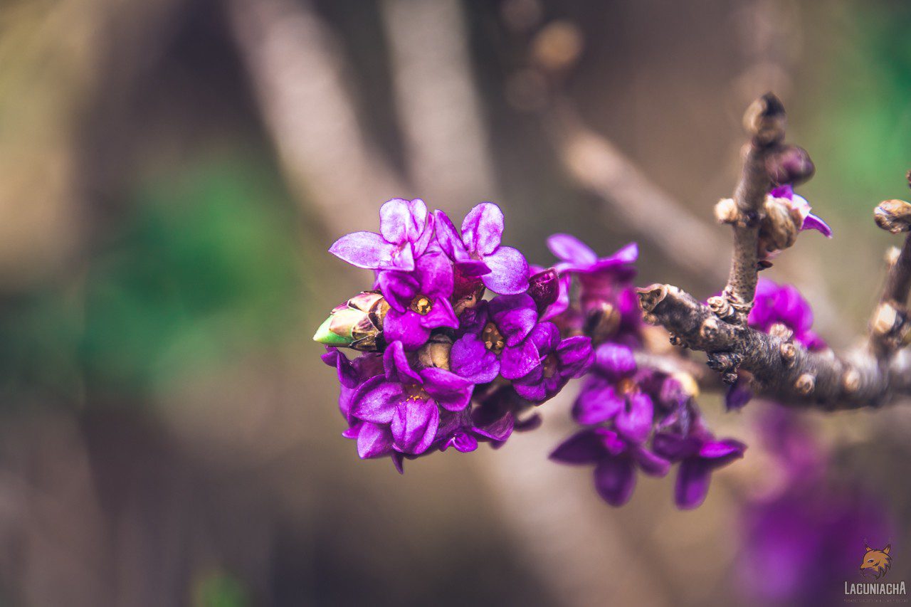 Curiosidades sobre la flora del Pirineo que también puedes encontrar en Lacuniacha