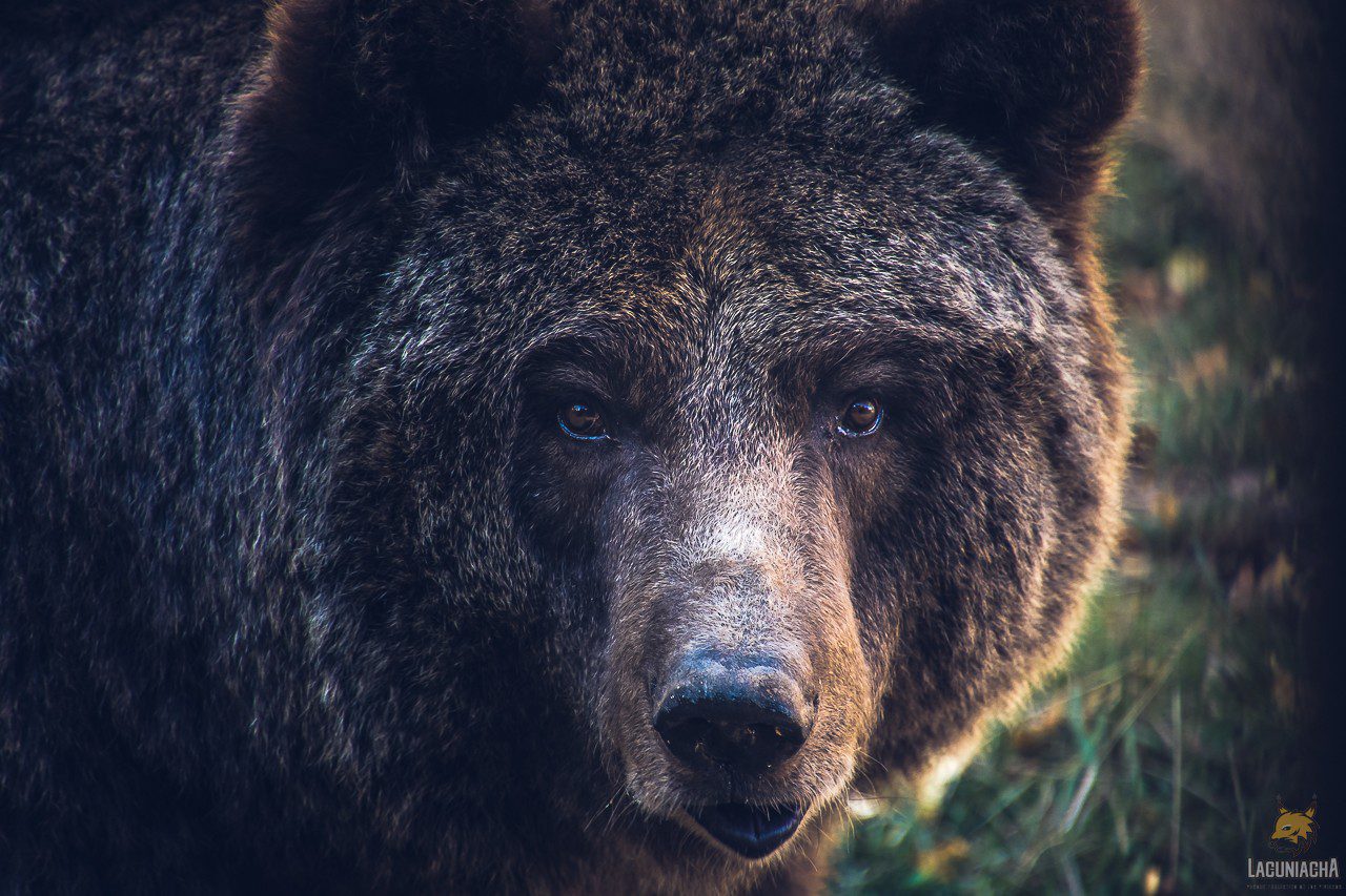Historias de nuestros animales: el oso pardo, rey del Pirineo