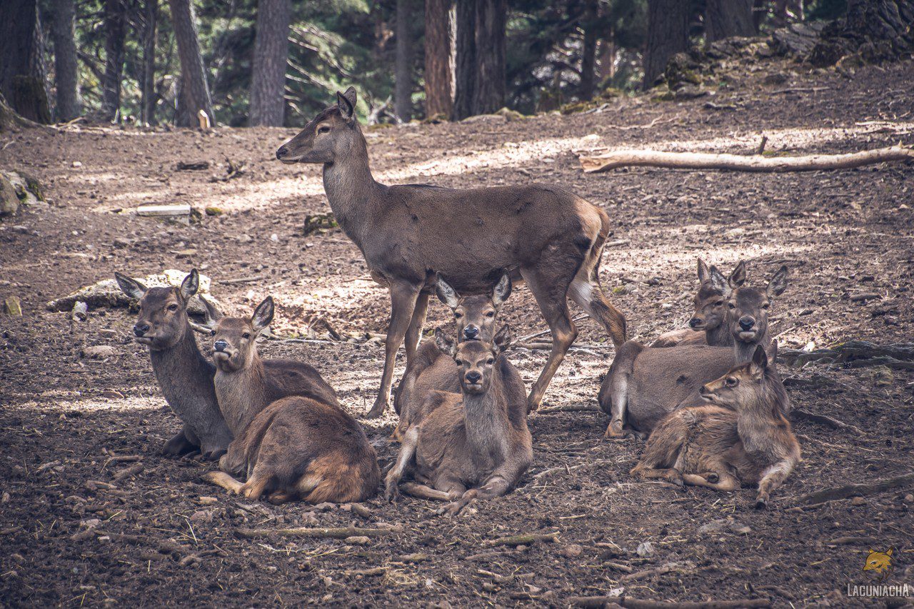 Vida en manada: comportamiento social de los ciervos y gamos