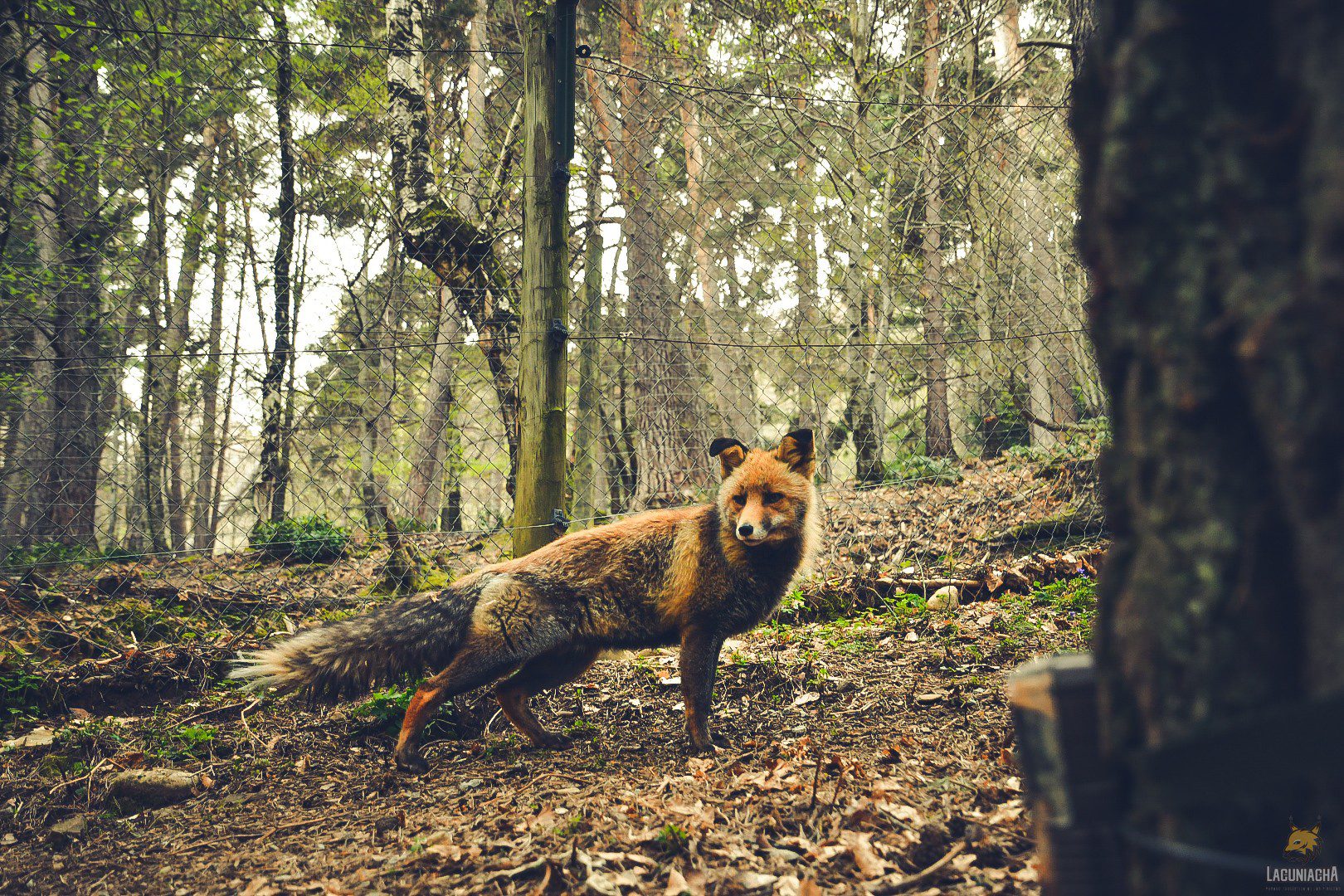 Del zorro a la cabra montés: pequeños grandes protagonistas del bosque