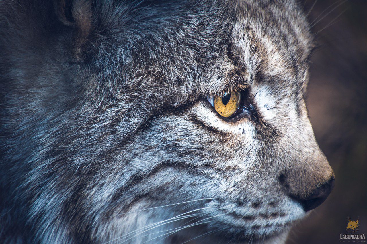 El lince boreal: un depredador sigiloso y esquivo