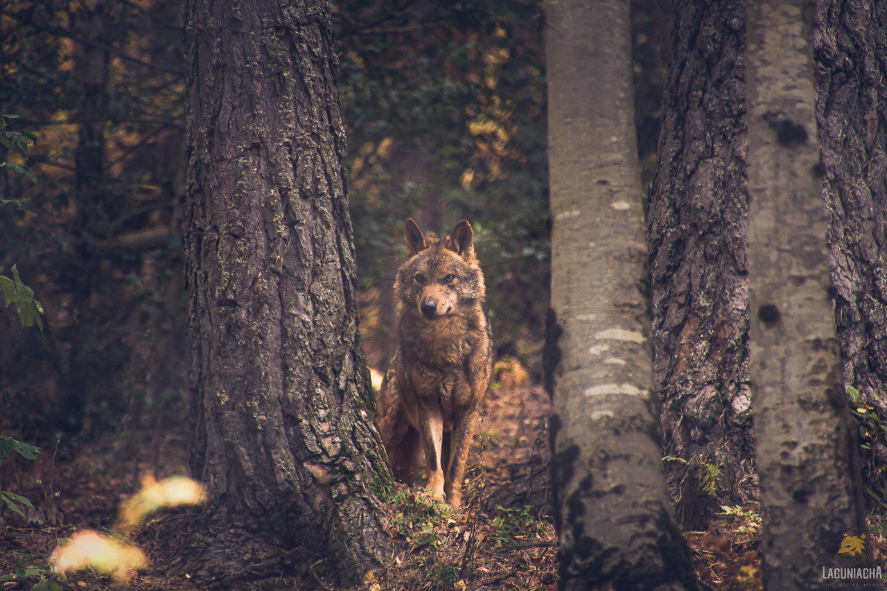 ¿Cómo es el hábitat natural de los animales del parque?