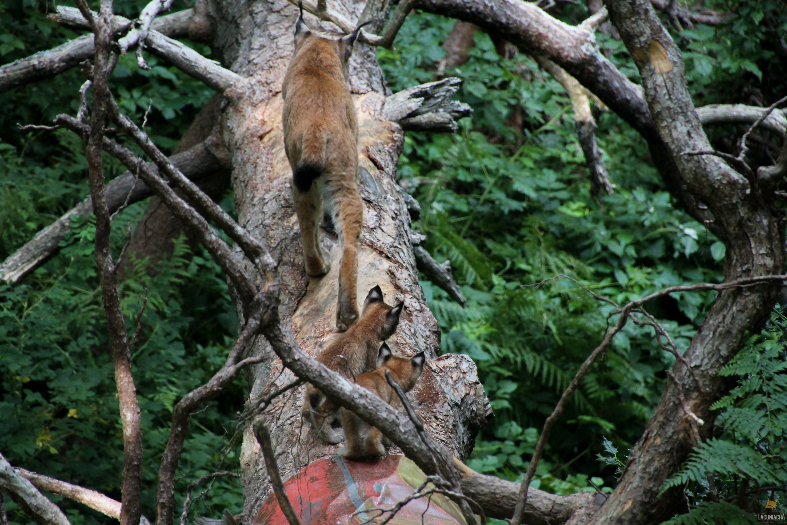 Cómo ayudamos a preservar especies en peligro desde Lacuniacha