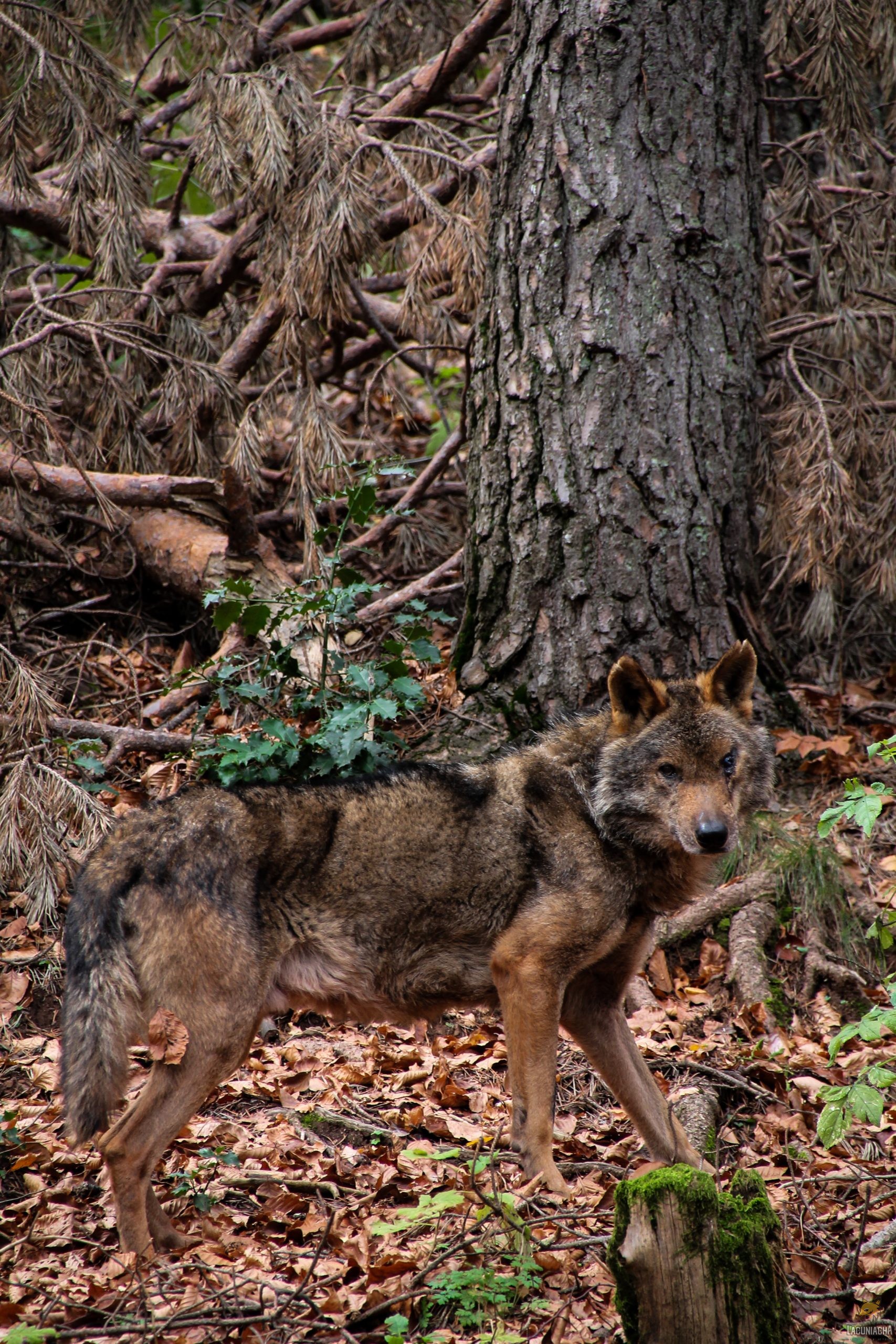 Por qué los grandes depredadores son esenciales para el equilibrio del Pirineo