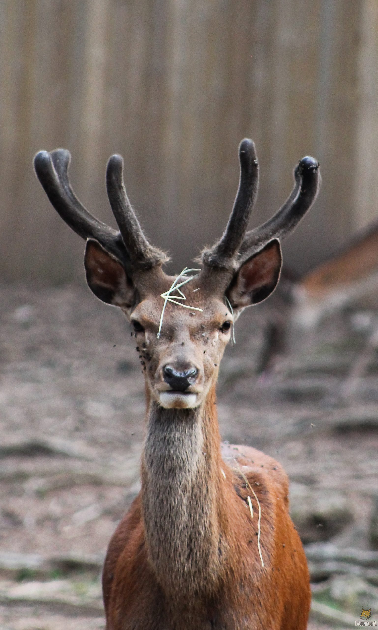 Lacuniacha como aula al aire libre: actividades para centros educativos