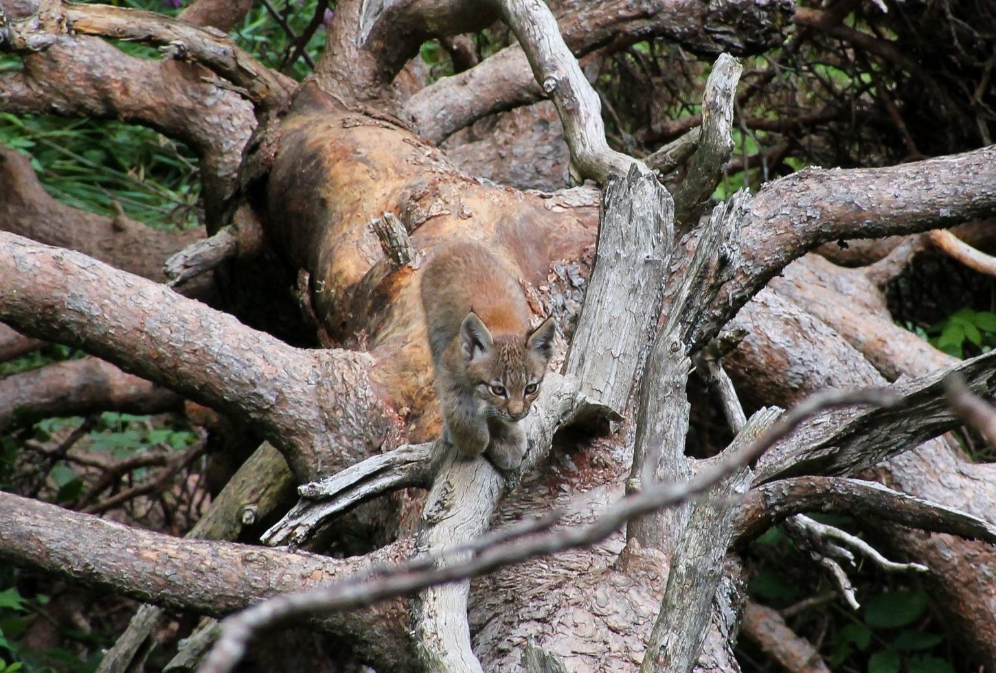 Qué papel juegan los parques faunísticos responsables en la protección de la biodiversidad